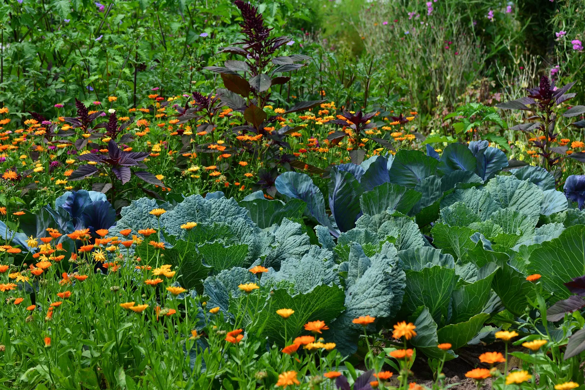 garden with kale, flowers, lettuce