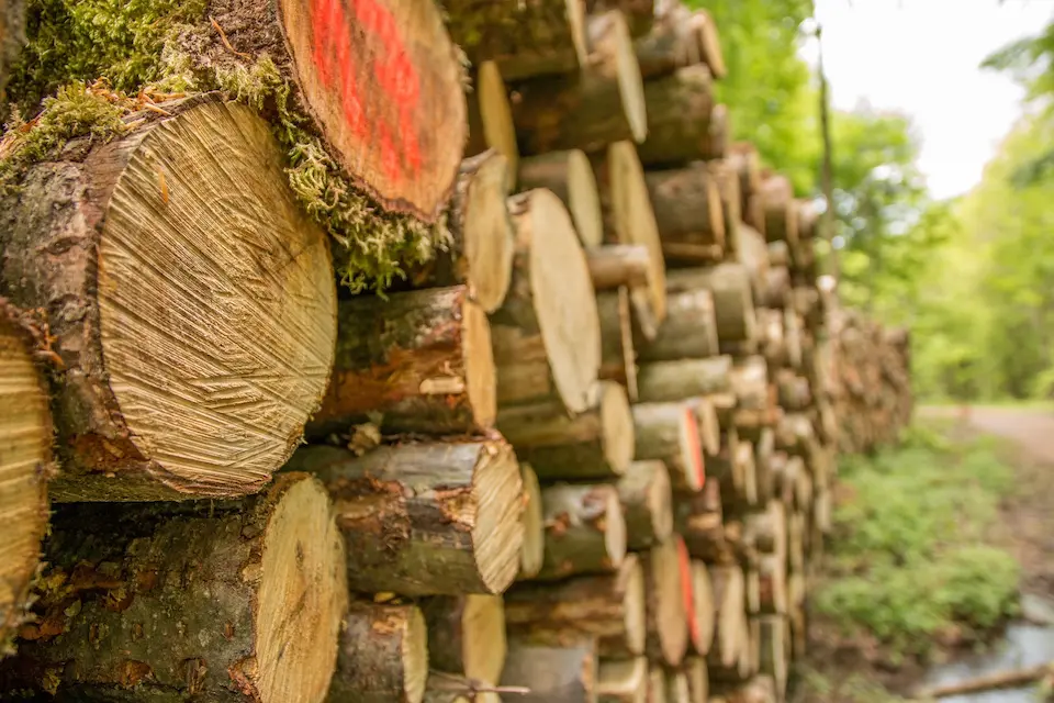 pile of logs that have been cut in a forest