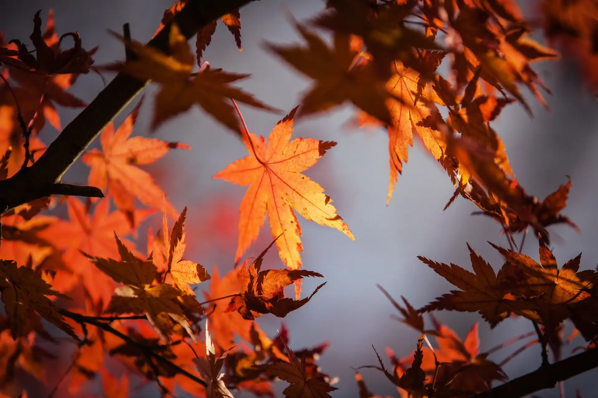 maple leaves in the fall with orange color