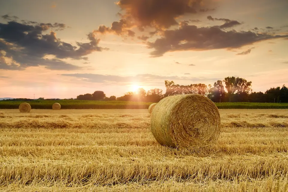 pile of logs that have been cut in a forest
